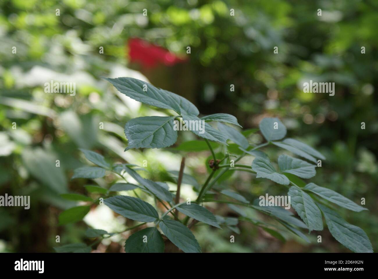 Closeup focus shot green hi-res stock photography and images - Alamy