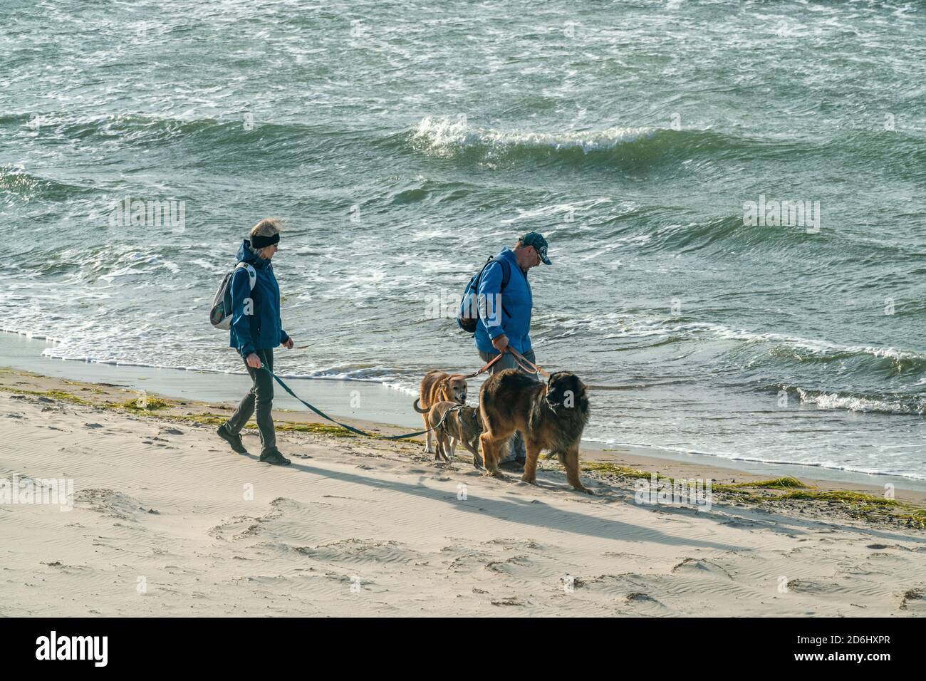 Woman walking her two dogs on beach hi-res stock photography and images ...
