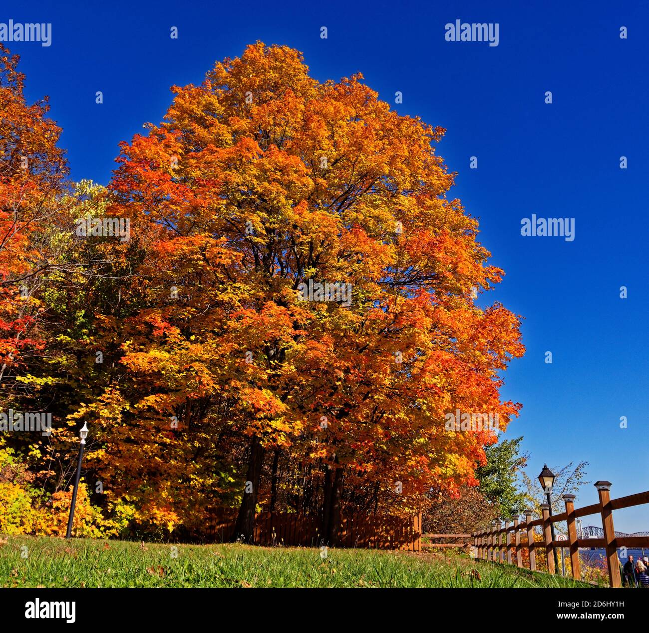 A fiery red maple tree in autumn in Quebec, Canada Stock Photo