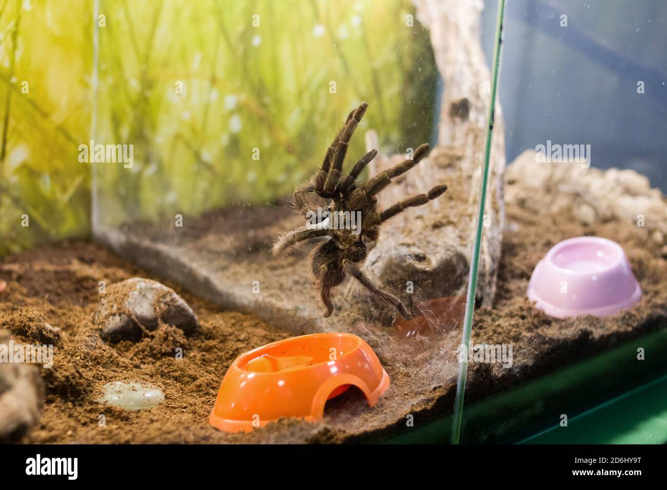 Spider nhandu vulping in a terrarium closeup Stock Photo Alamy