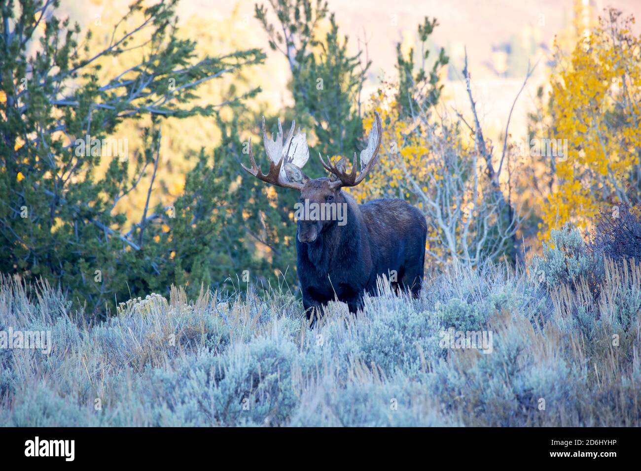 Bull Moose Stock Photo