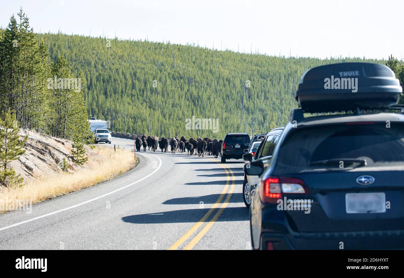 Large Herd of Bison on Road Stock Photo