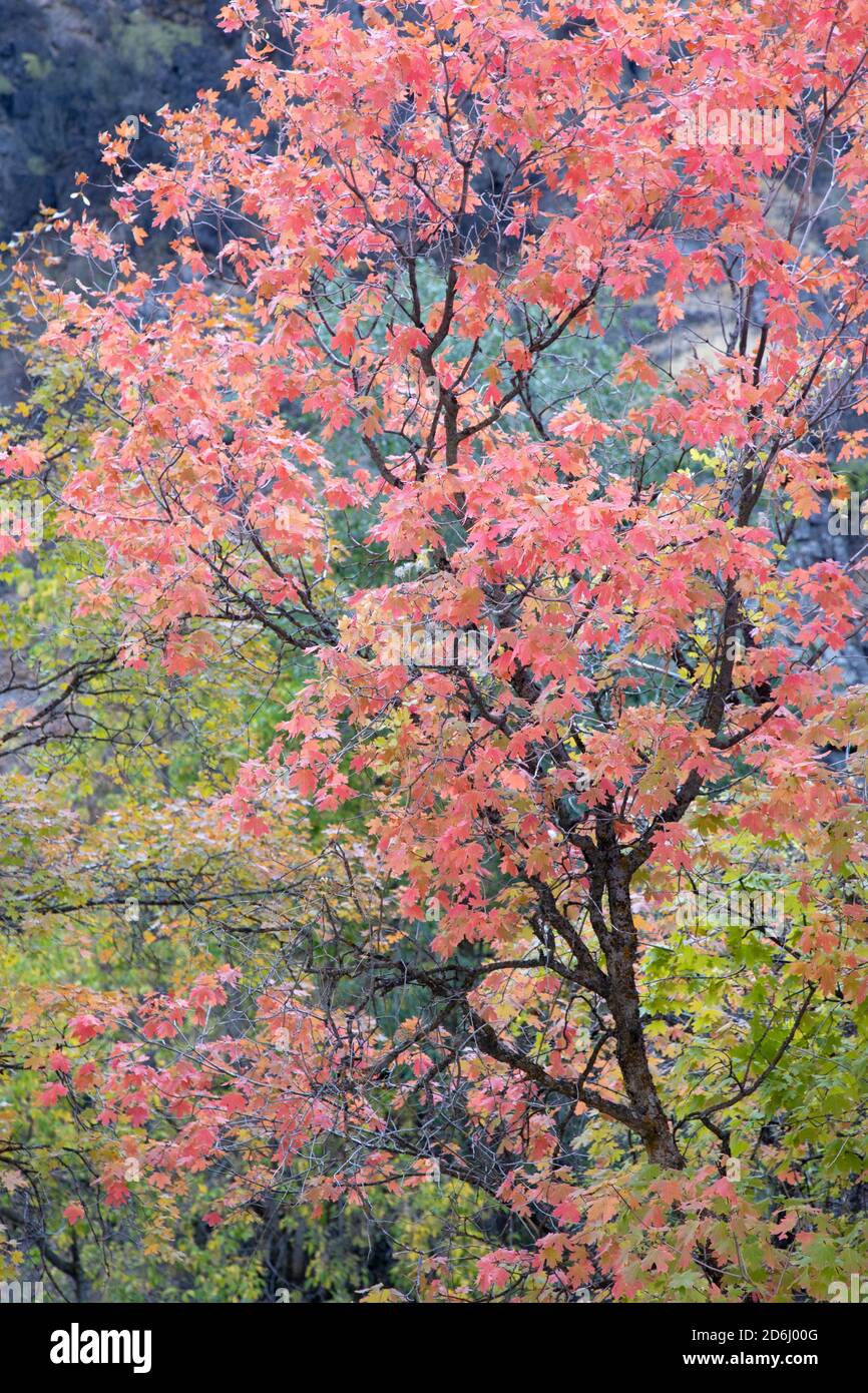 Maple Tree in Fall Color Stock Photo - Alamy