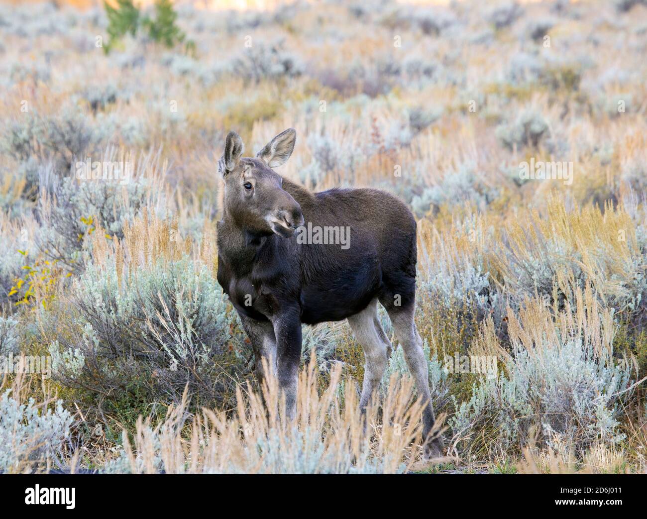 Moose Calf Stock Photo