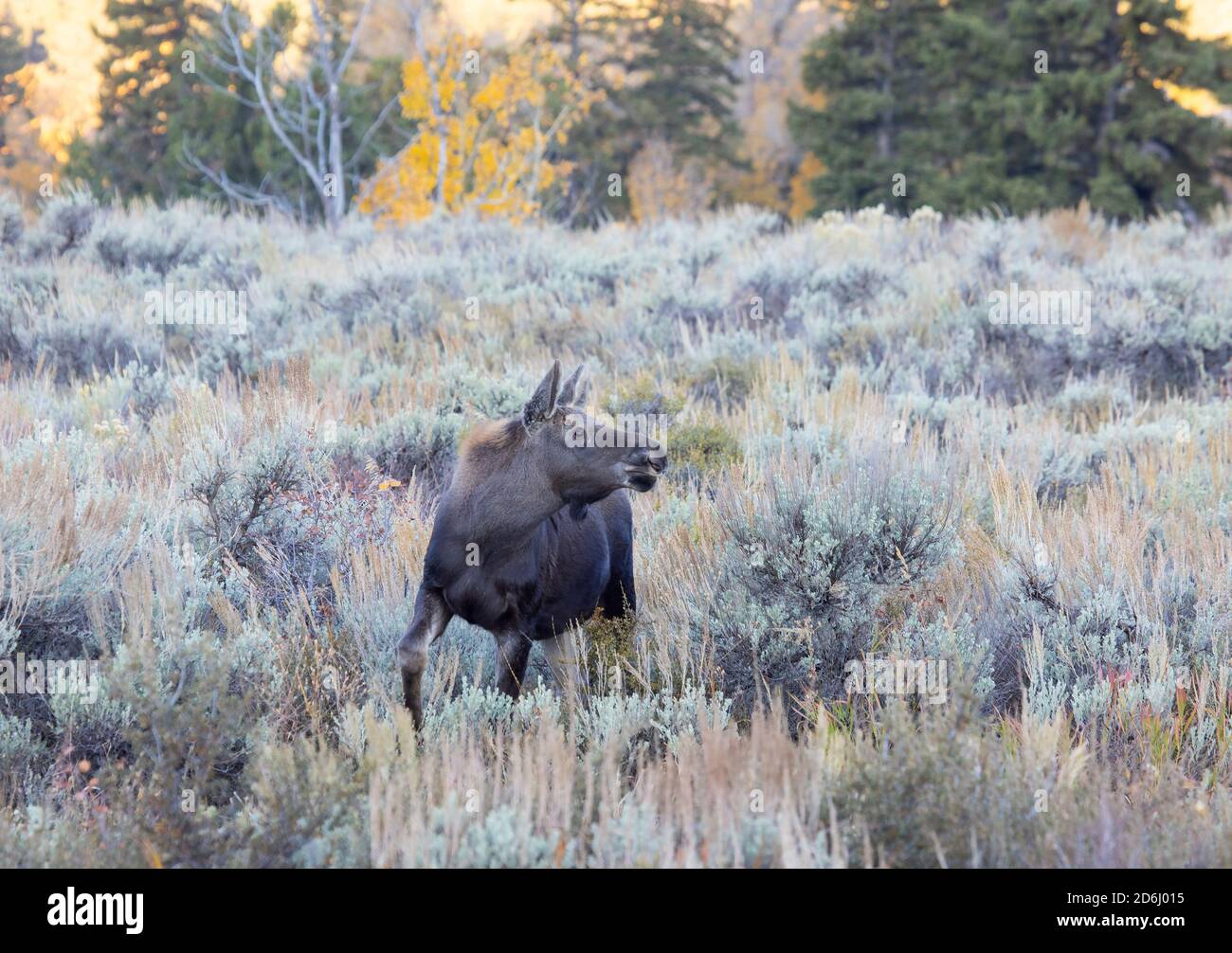 Moose Calf Stock Photo