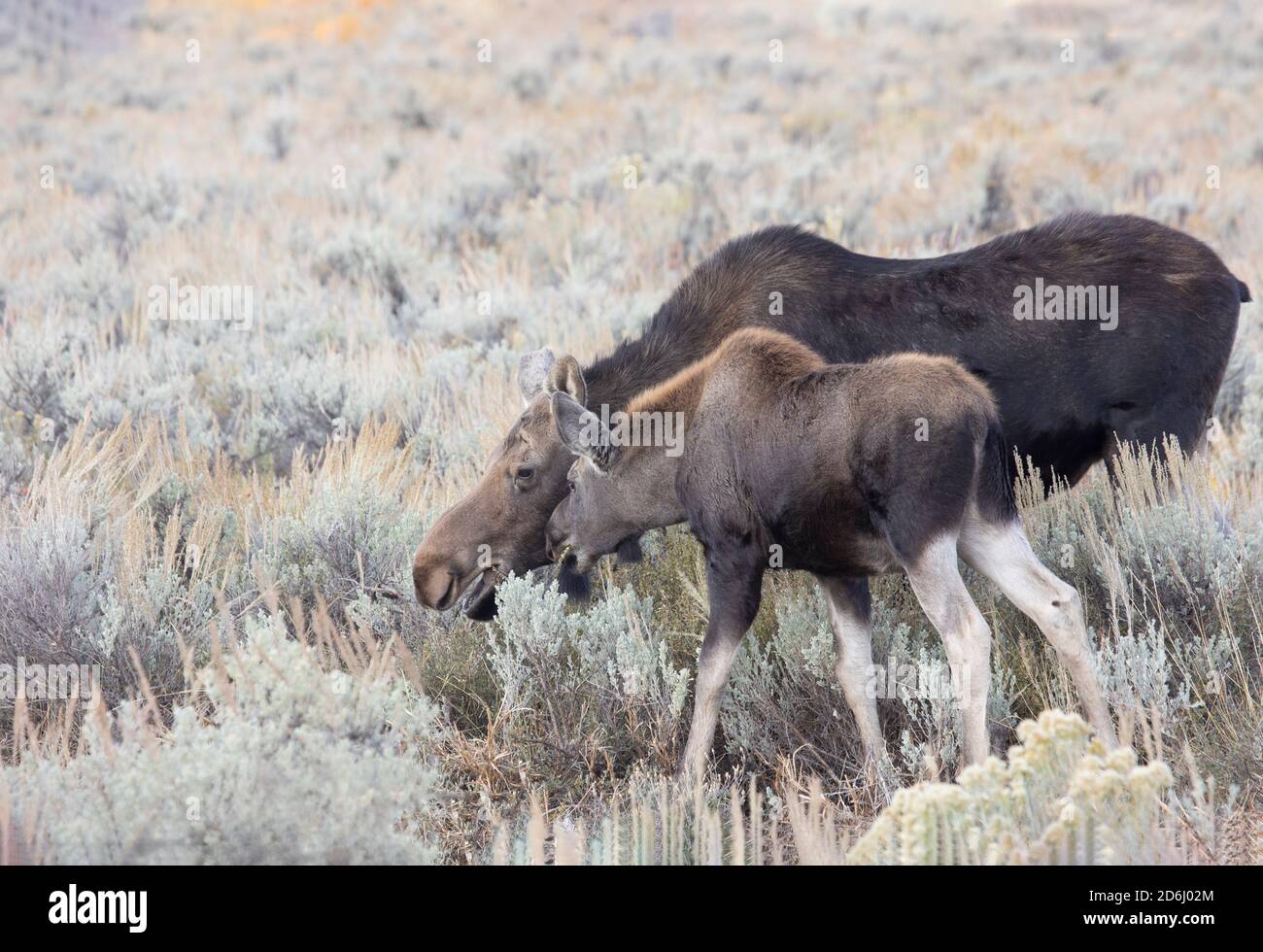 Moose Cow and Calf Stock Photo