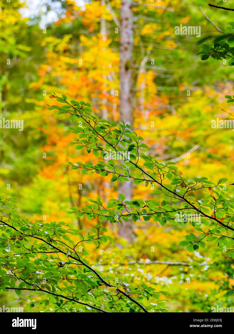 Fall Autumn season in woodland forest in Zeleni vir in Skrad in Croatia Europe isolated on tree branch colorful leaves Stock Photo