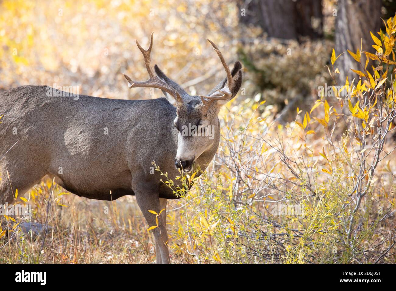 Mule Deer Buck Browsing Stock Photo