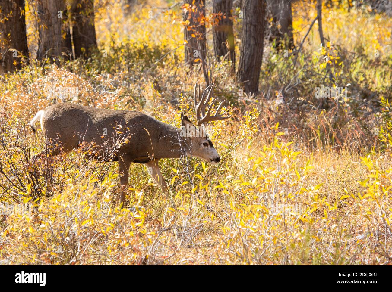 Mule Deer Buck Browsing Stock Photo