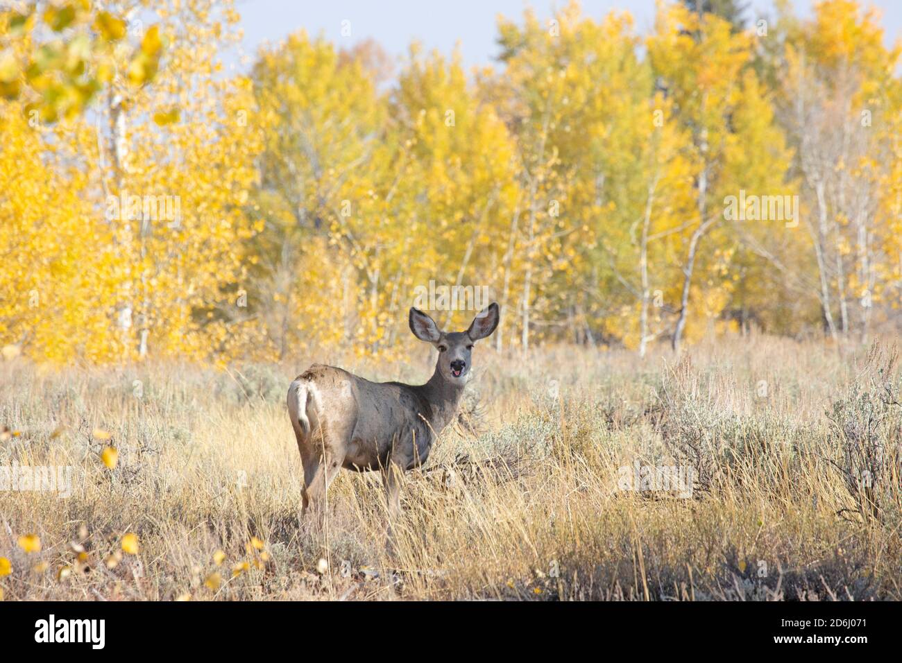 Mule Deer Doe Stock Photo - Alamy
