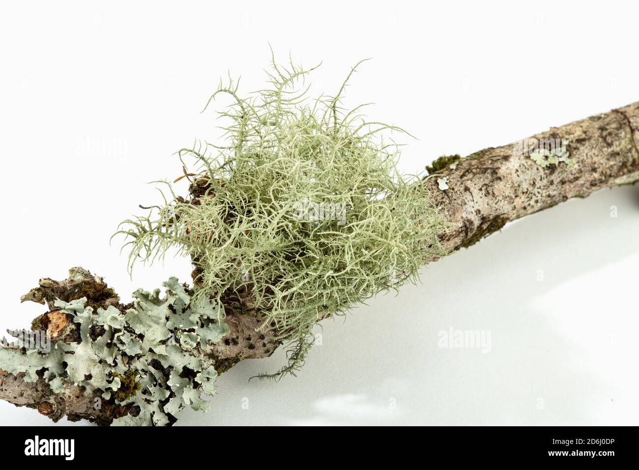 Lichen on tree branch isolated on white background. Evernia prunastri also known as oakmoss Stock Photo