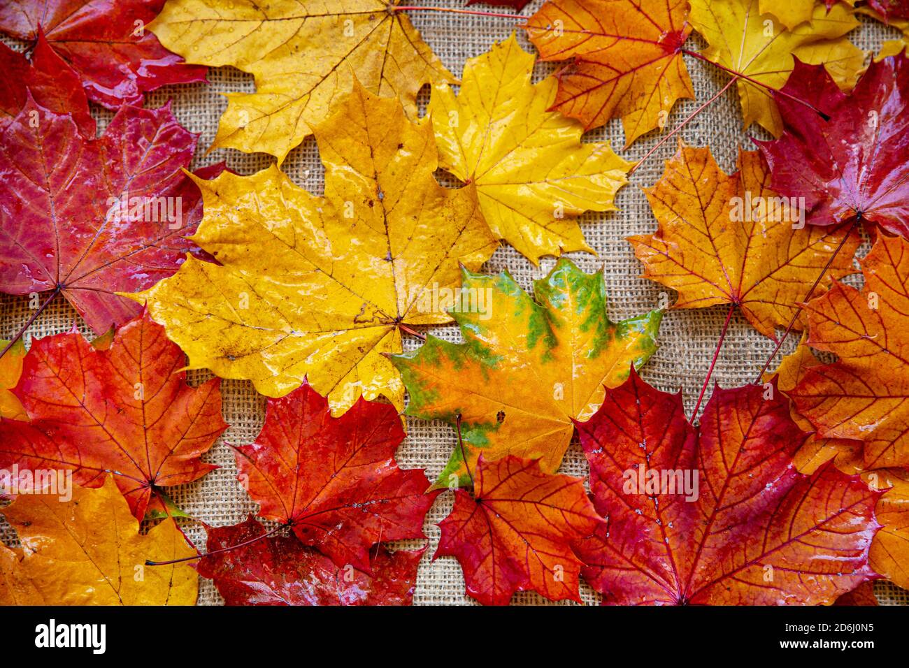 Yellow red wet leaves hi-res stock photography and images - Alamy