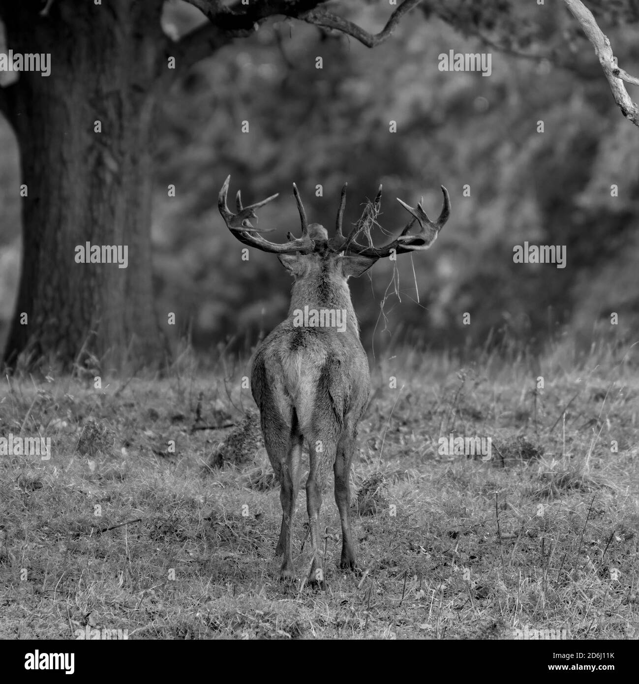 Red Deer Rut, Studley Royal, North Yorkshire Stock Photo