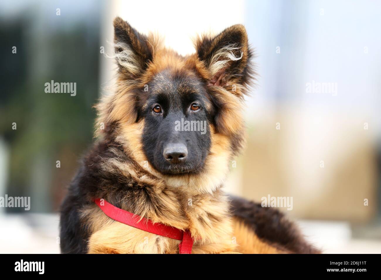 Happy Birthday Black German Shepherd Portrait Of A Black And Tan Long-Haired German Shepherd Puppy In Horse  Riding Club Summertime Stock Photo - Alamy