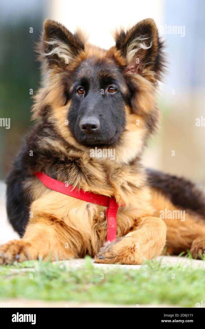 long-haired german shepherd puppy 