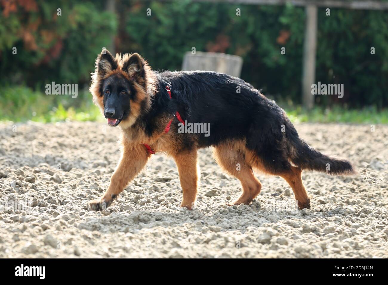 Photo of a black and tan long haired german shepherd dog during horse training Stock Photo Alamy