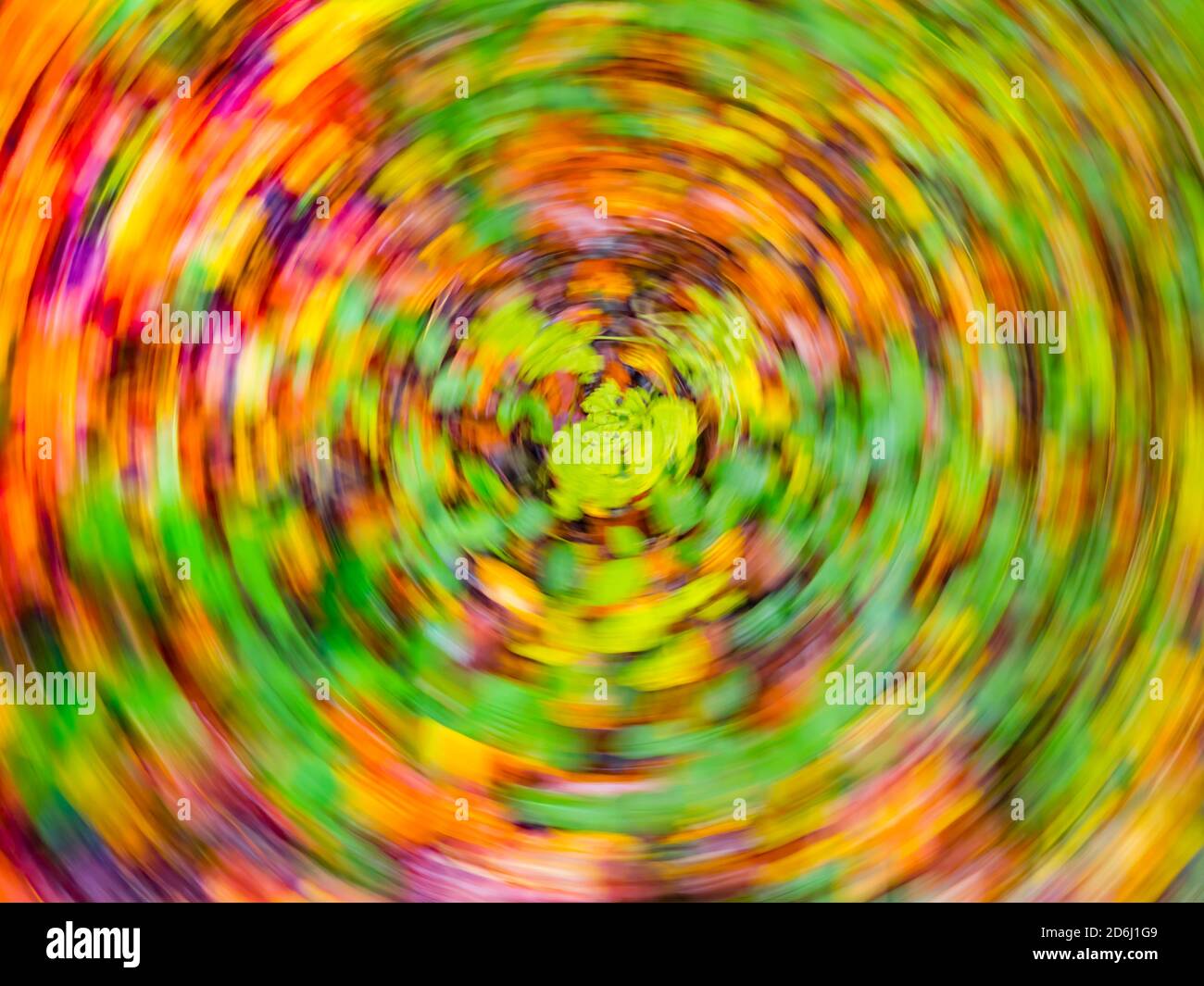 Fallen leaves on ground circular round motion frenzy creative Autumn Fall season in woodland forest in Zeleni vir in Skrad in Croatia Europe Stock Photo