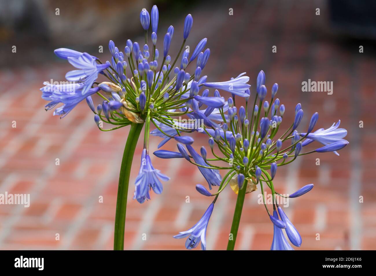 Agapanthus praecox orientalis Blue Storm in bloom in a South Carolina garden in spring Stock Photo