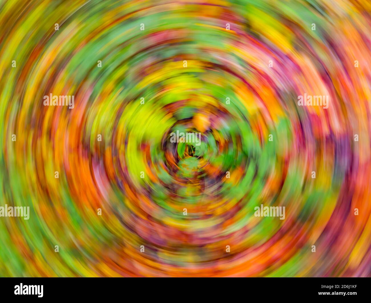 Fallen leaves on ground circular round motion frenzy creative Fall Autumn season in woodland forest in Zeleni vir in Skrad in Croatia Europe Stock Photo