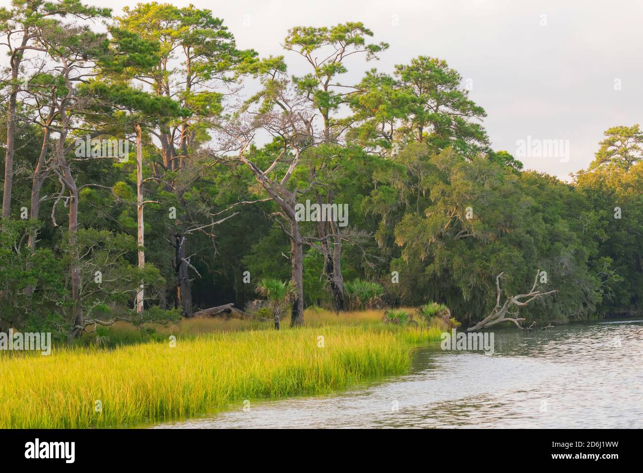 Bryan Creek off Calibogue Sound in South Carolina in early fall. Spartina grass begins to turn gold beside coastal pine and palmetto forests. Stock Photo