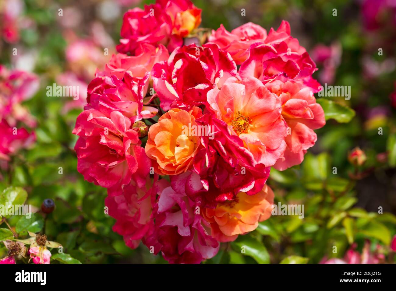Coral Drift Rose Stock Photo