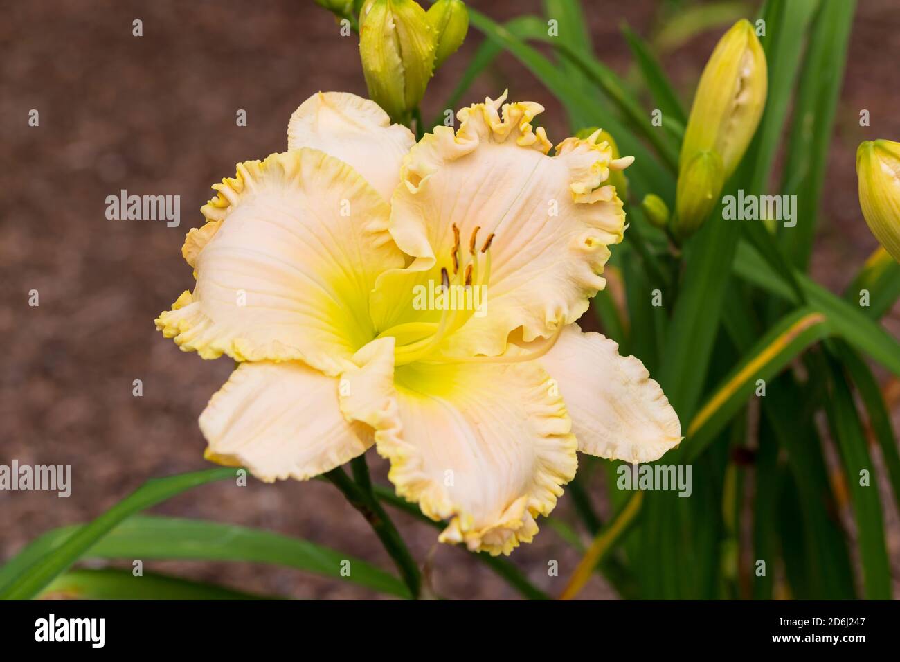 Hemerocallis Faye's Delight, pale yellow with ruffled edges and a bright yellow throat daylily Stock Photo