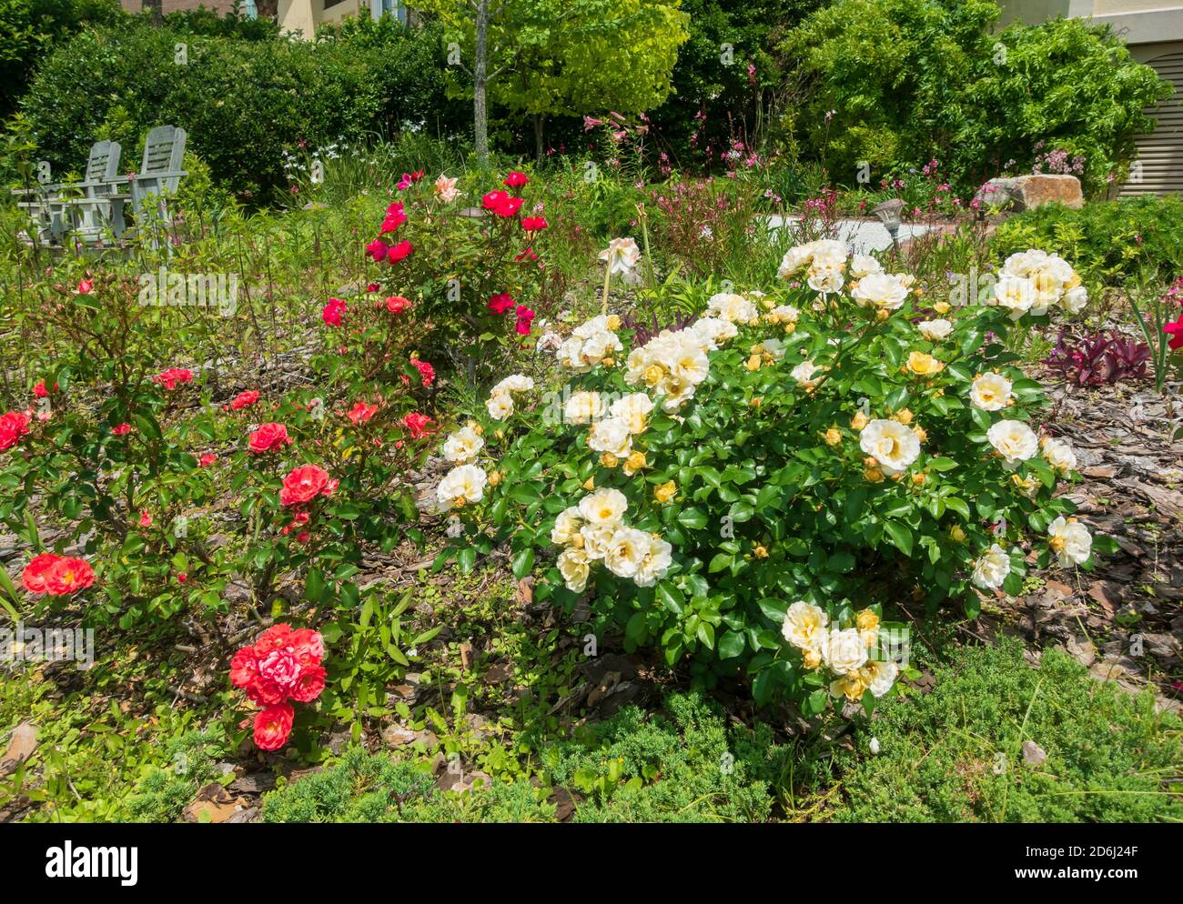 Popcorn Drift and Coral Drift roses in a South Carolina garden in spring Stock Photo