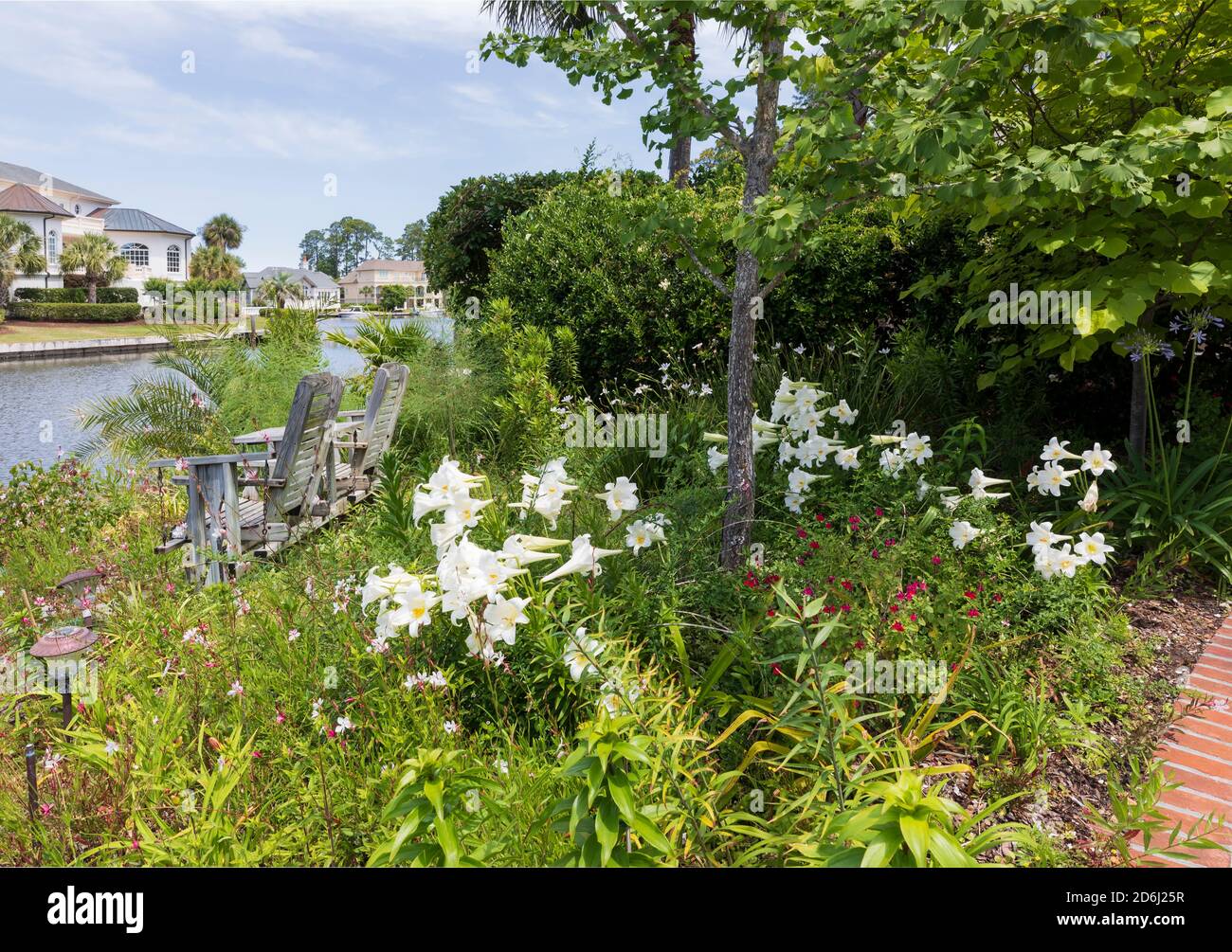 A South Carolina garden in May. White trumpet lilies, salvia, African iris, and gaura under a gingko tree with a swing garden bench beside a canal. Stock Photo