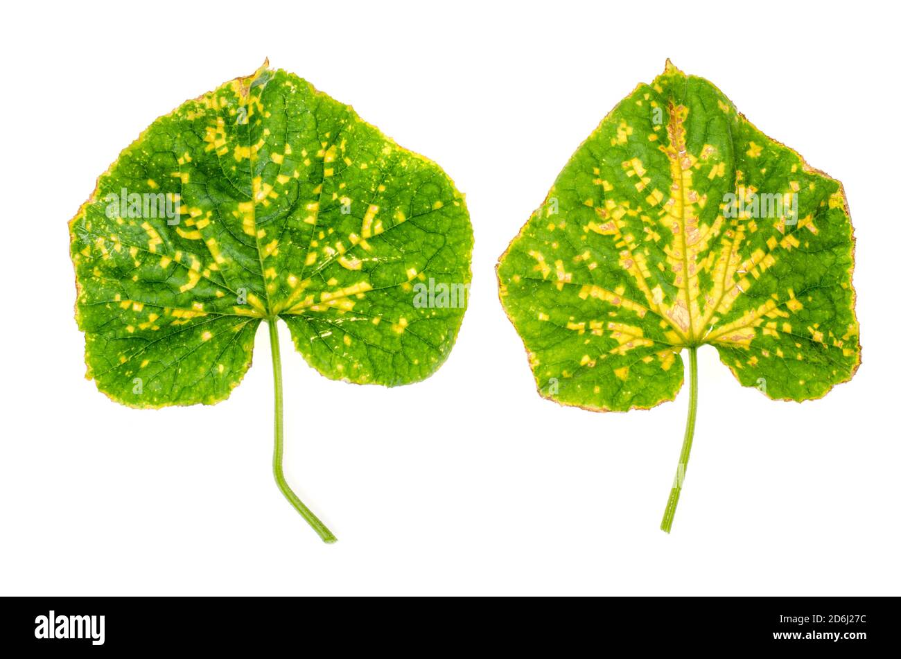 Green cucumber leaf damaged by diseases and pests. Studio Photo Stock Photo