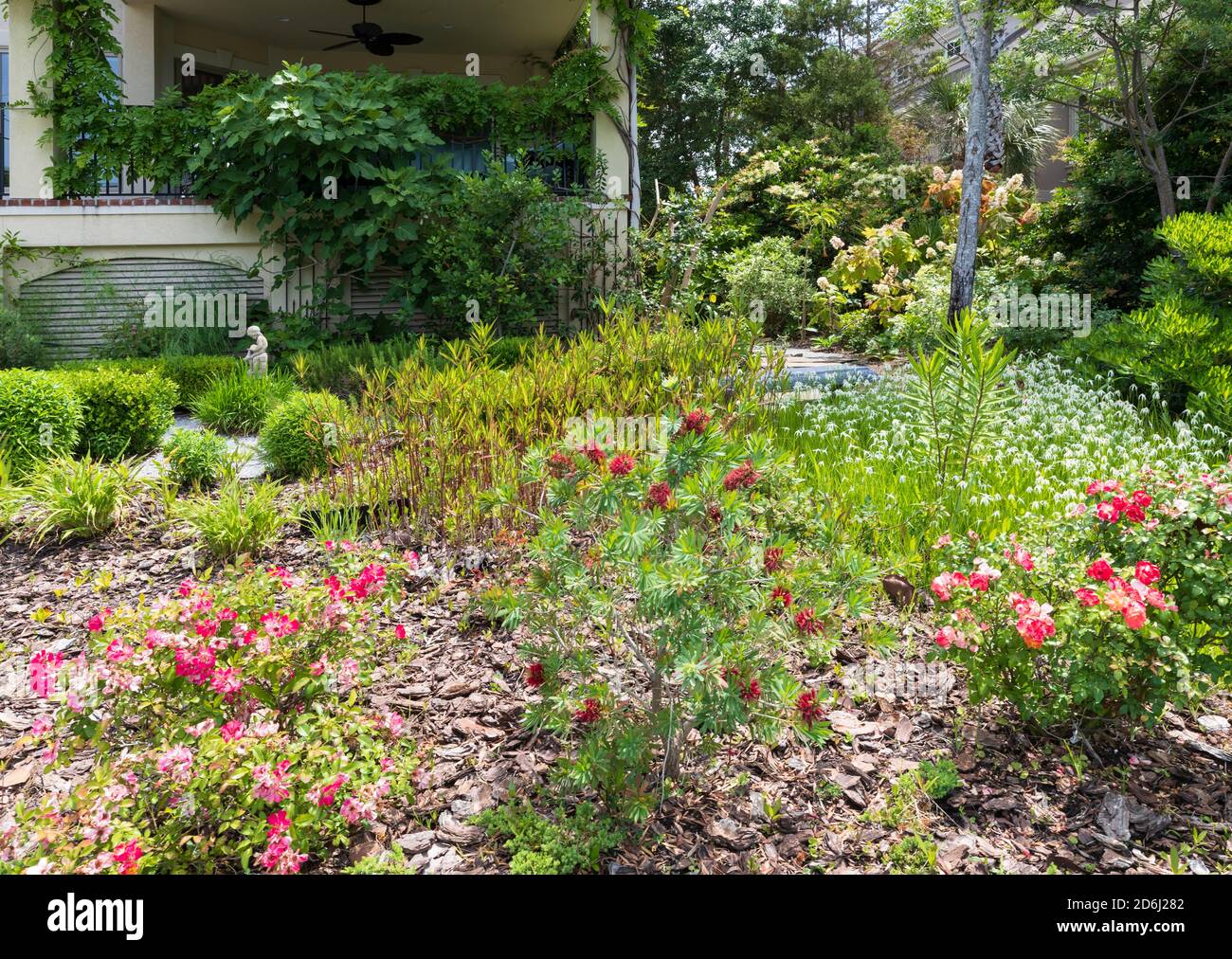 A South Carolina garden in May. White star grass and roses with bottlebrush.  In the background is a herb garden with a large fig tree. Stock Photo