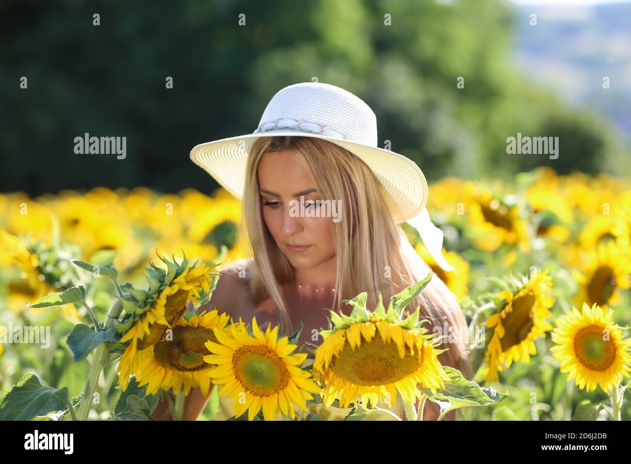 A young lady stands in a sunflower field Stock Photo - Alamy