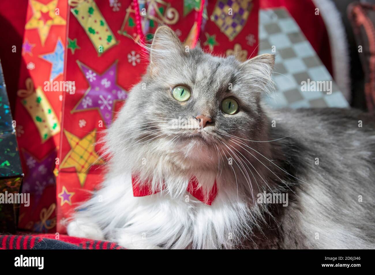 A long haired grey tabby cat with a Christmas theme.  Siberian Forest cat with green eyes and a white mane wearing a red bow tie. Stock Photo