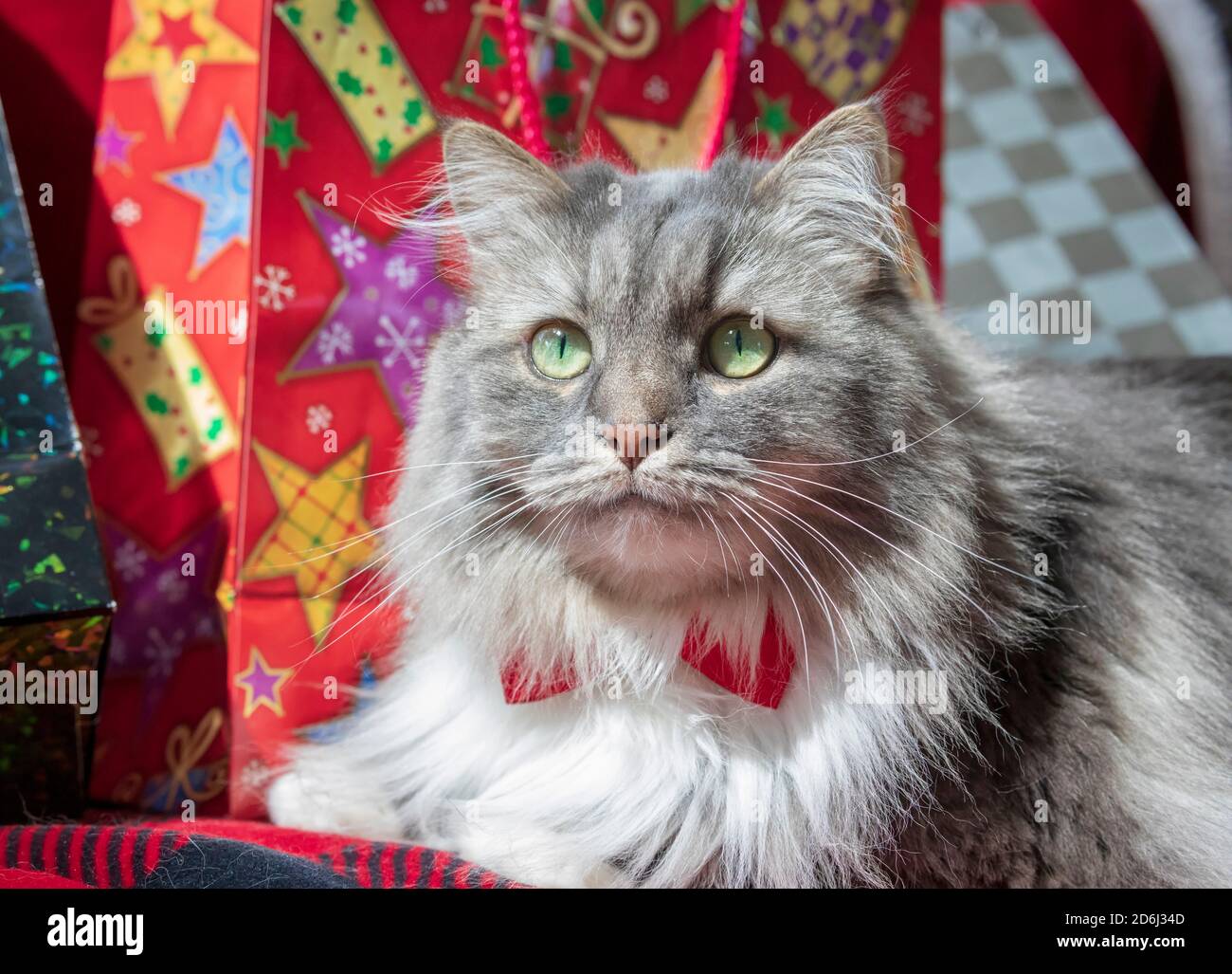 A long haired grey tabby cat with a Christmas theme.  Siberian Forest cat with green eyes and a white mane wearing a red bow tie. Stock Photo