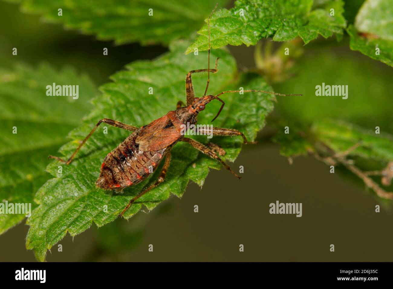 Sickle bug (Nabis mirmicoides) on a stinging nettle leaf, Baden-Wuerttemberg, Germany Stock Photo