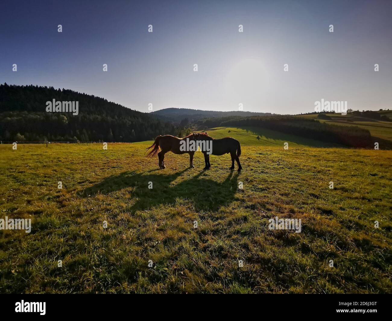 two horses standing in a mountain meadow during sunset Stock Photo