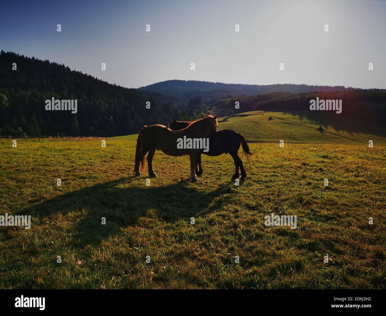 two horses standing in a mountain meadow during sunset Stock Photo
