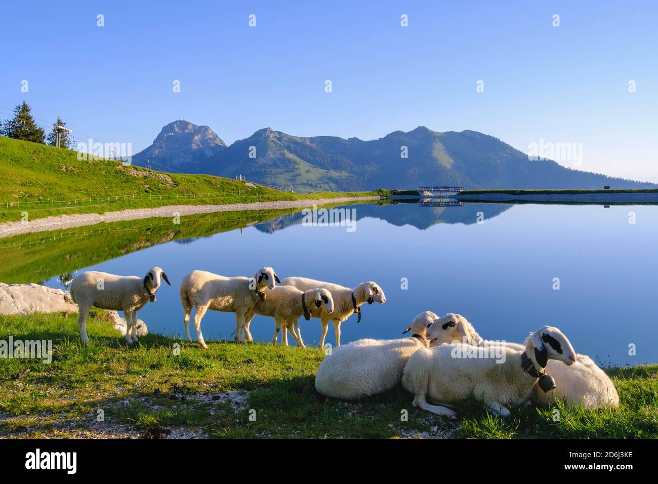 Sheep at the Walleralm reservoir, Sudelfeld, Wendelstein and Wildalpjoch, near Bayrischzell, Mangfall mountains, Upper Bavaria, Bavaria, Germany Stock Photo