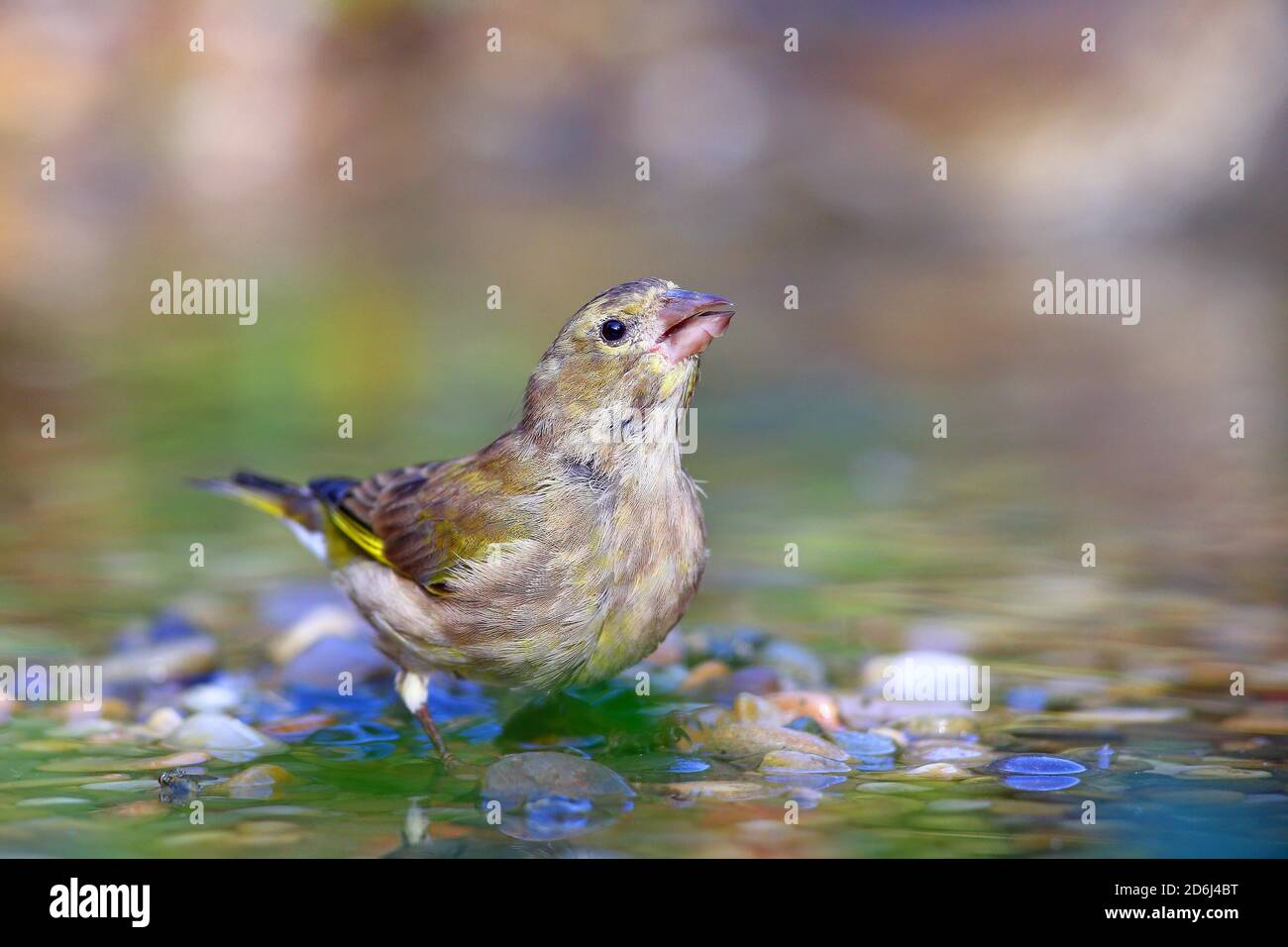 European greenfinch (Chloris chloris) female in shallow water, Solms, Hesse Stock Photo