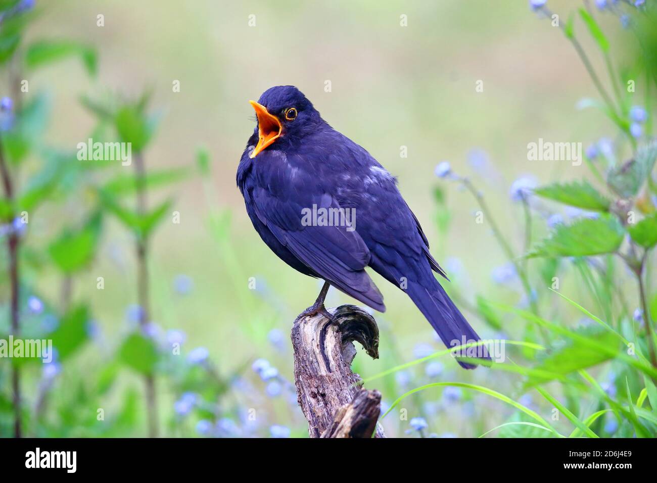 blackbird-turdus-merula-male-with-open-beak-solms-hesse-stock-photo