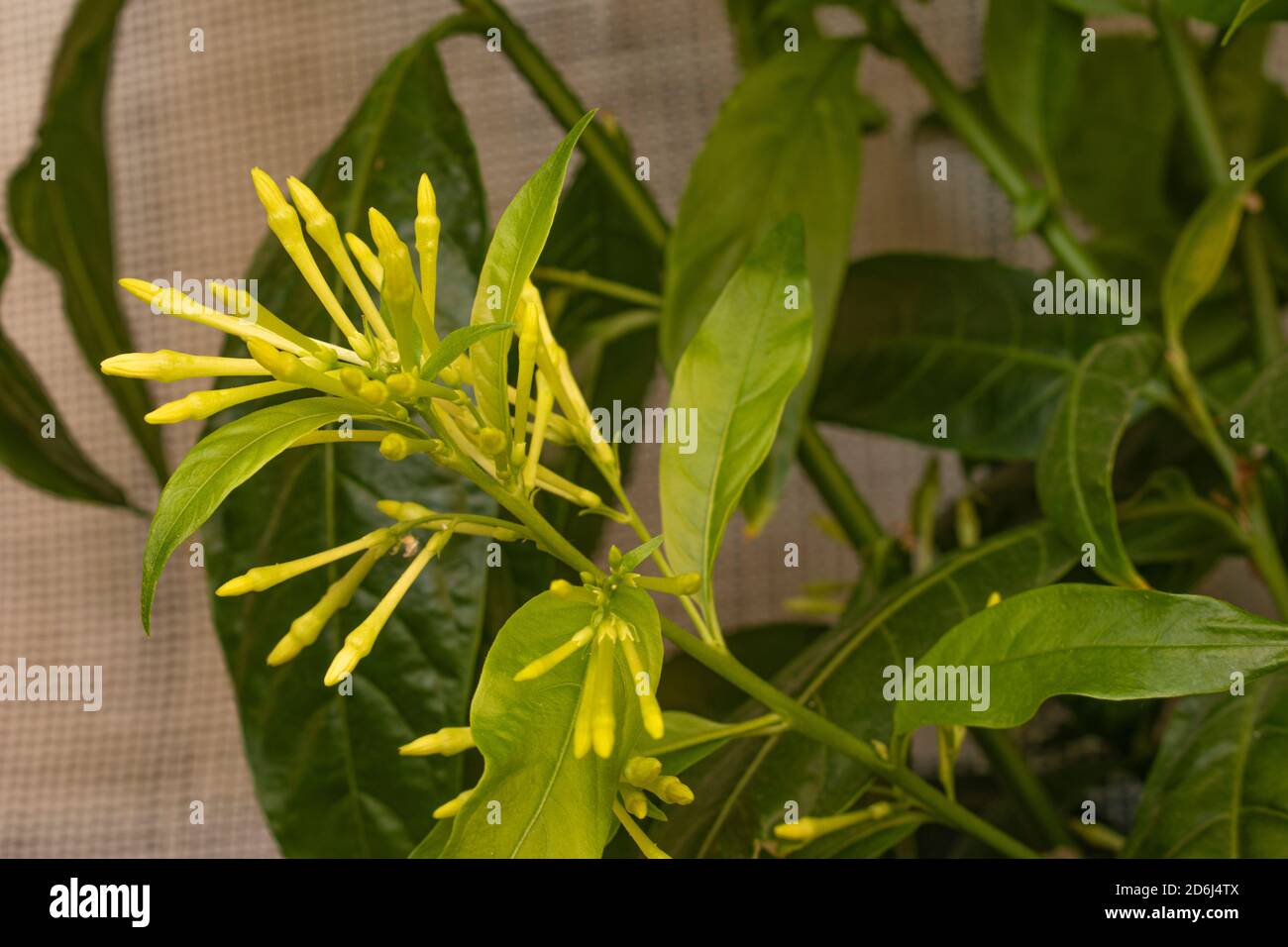 Cestrum nocturnum plant ( Night blooming jasmine ) Stock Photo