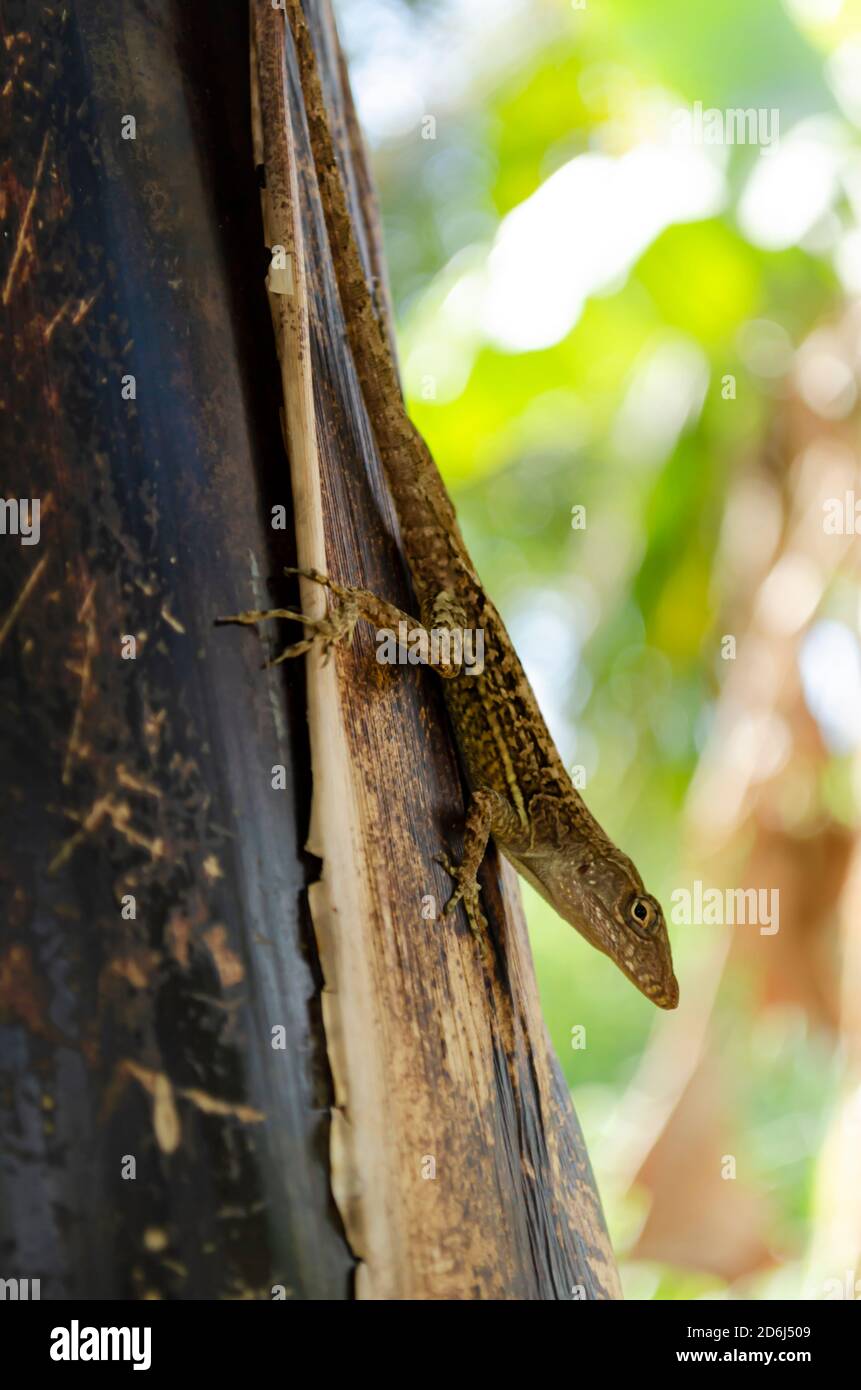 Lizard Climbing Down Banana Tree Stock Photo Alamy
