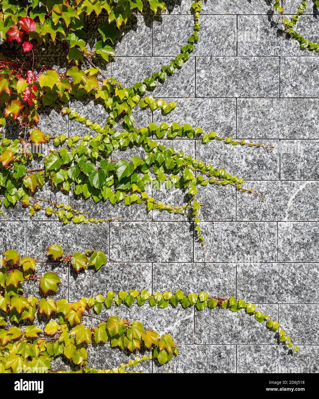 Virginia creeper (Parthenocissus quinquefolia) House facade overgrown with wild wine, Sankt Wolfgang am Wolfgangsee, Salzkammergut, Upper Austria Stock Photo