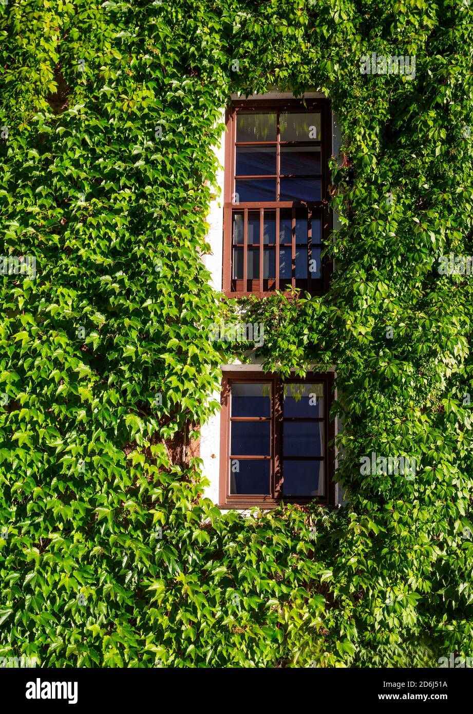 Virginia creeper parthenocissus quinquefolia house facade overgrown