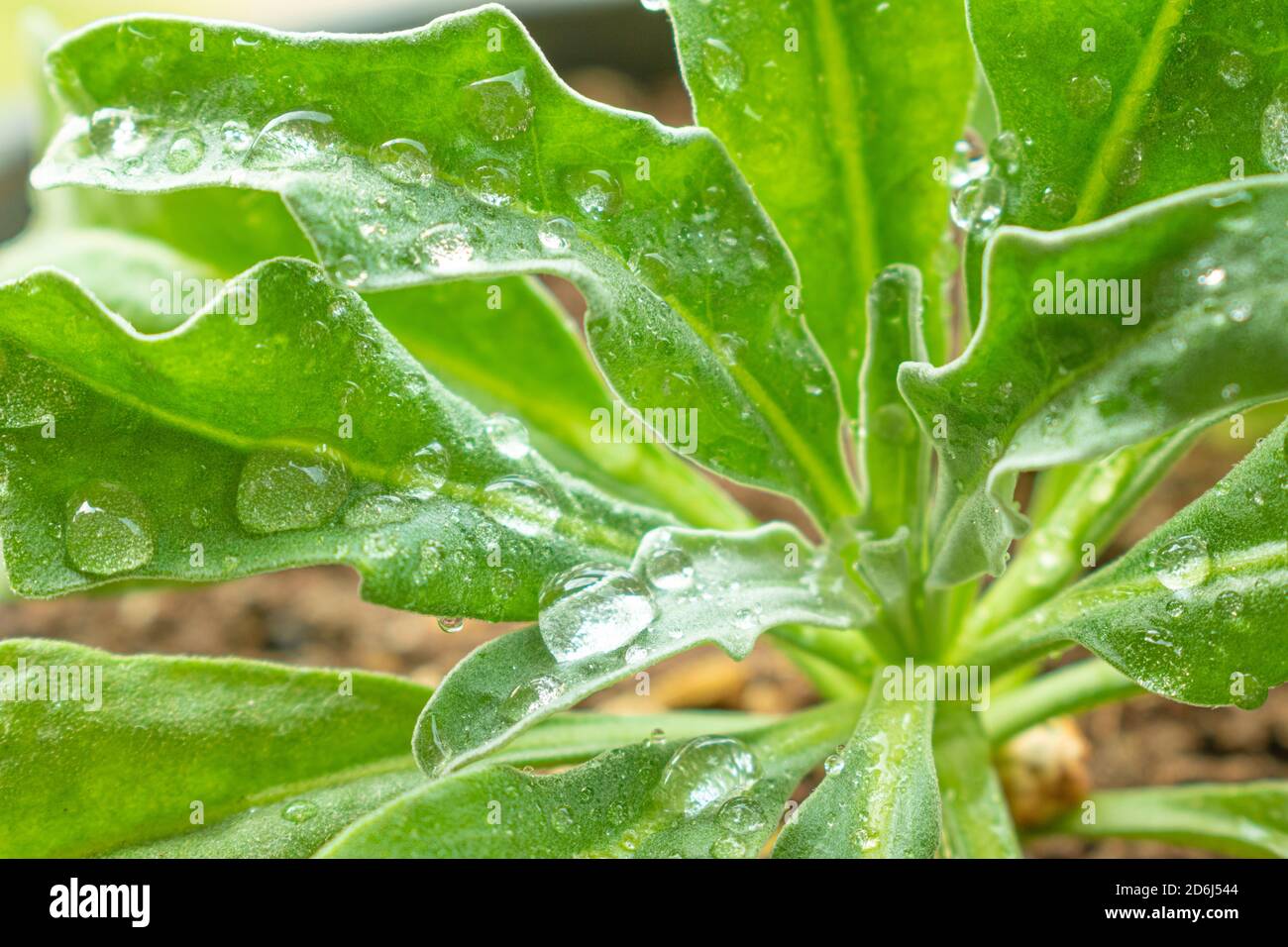 Raindrops on the leaves of Matthiola Incana Ten Week Crimson (Stock) Stock Photo