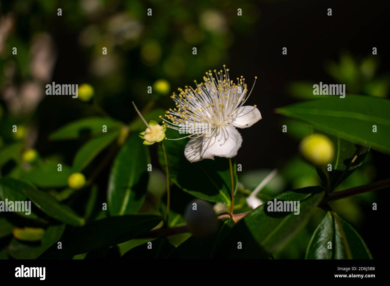 Common myrtle white flower ( Myrtus communis ) background Stock Photo