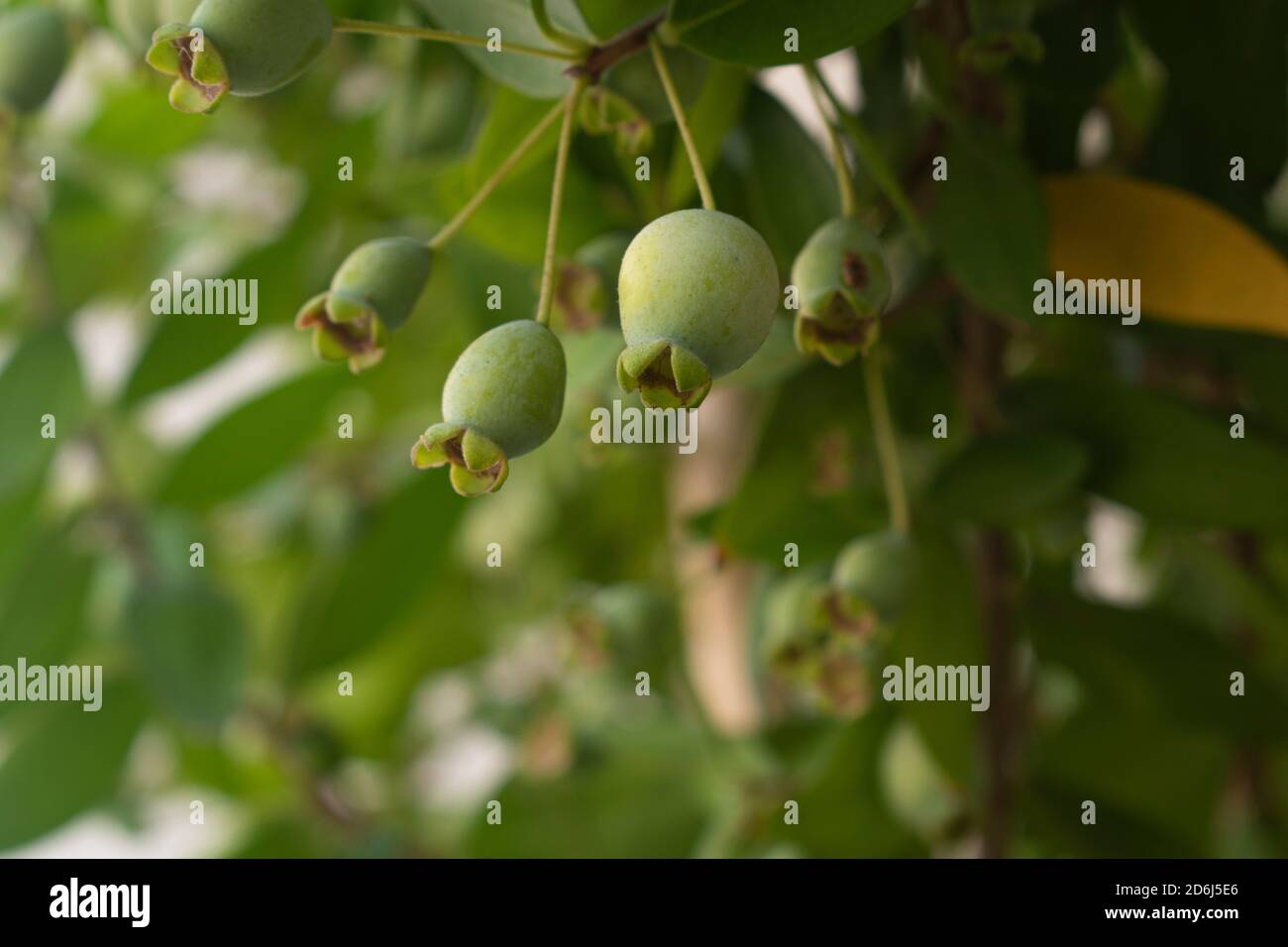 Fresh common myrtle fruits ( Myrtus communis ) background Stock Photo