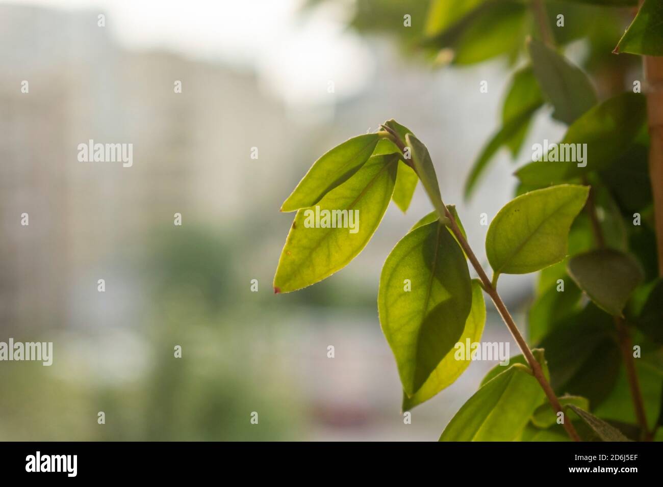 Myrtus communis tree leaves. natural leaves with a soft bokeh city view background Stock Photo
