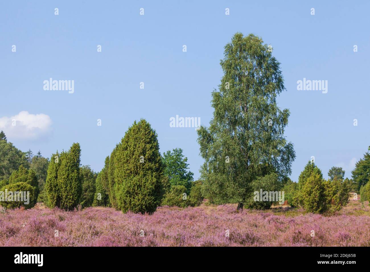 Heather blossom and juniper, Wilsede, Lueneburg Heath Nature Reserve ...