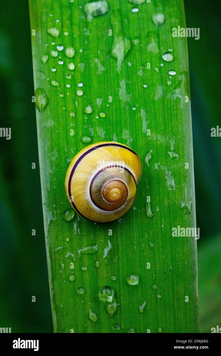 Cepaea (Cepaea) on a lily leaf, genus of the Stylommatophora (Stylommatophora) from the family of Helicidae (Helicidae) Upper Austria, Austria Stock Photo