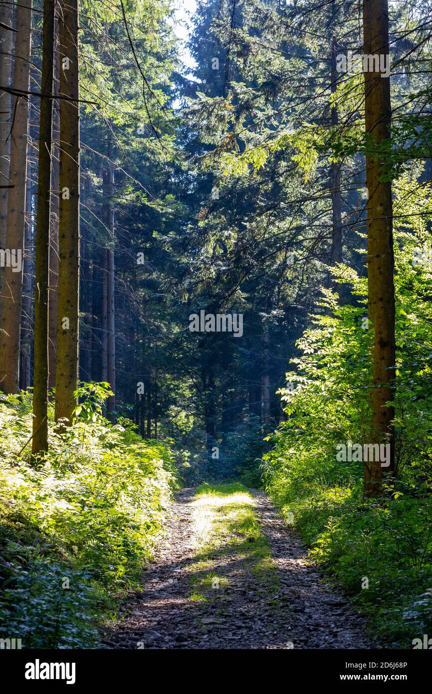 Forest path through the spruce forest, Mondseeland, Upper Austria, Austria Stock Photo